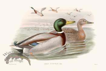 Gould Waterfowl 01